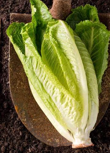 Romaine sla bakken